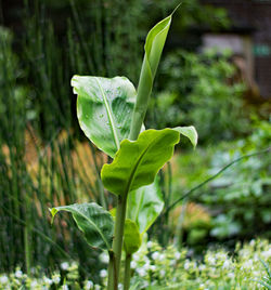 Close-up of fresh green leaf on land