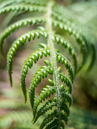 Close-up of fern plant