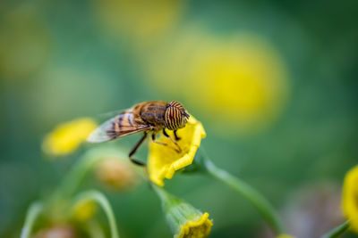 Close-up of bee pollinating on yellow flower