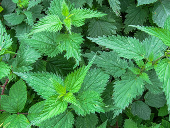 Full frame shot of fresh green plant