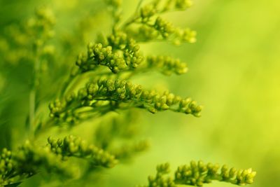 Close-up of fern leaves