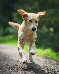 Portrait of dog running on field