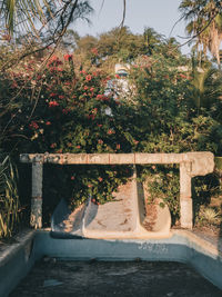 Potted plants in garden