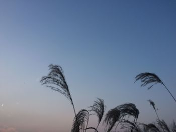 Low angle view of palm tree against clear sky