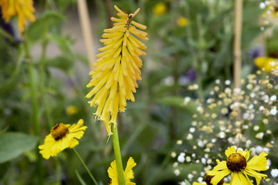 Close-up of yellow flowering plant