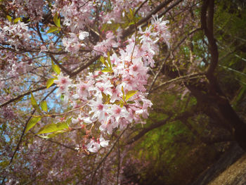 Close-up of cherry blossoms blooming on tree