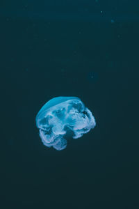 Close-up of jellyfish in sea