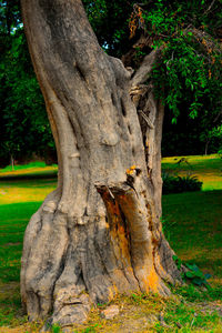 Close-up of tree trunk on grassy field