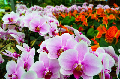 Close-up of pink flowers in park