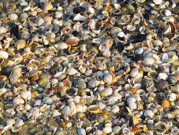 High angle view of shells on beach