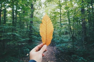Cropped image of person holding tree trunk in forest