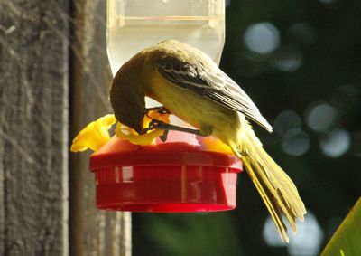Close-up of bird perching on feeder