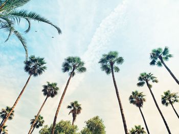 Low angle view of coconut palm trees against sky