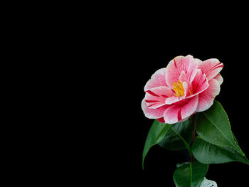 Close-up of pink hibiscus blooming against black background