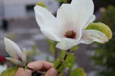 Close-up of flower blooming outdoors