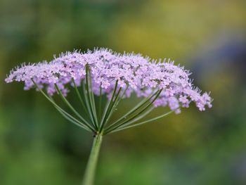 Close-up of delicate soft pink flowering plant on fresh green background 