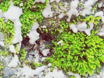 High angle view of snow covered plants on land