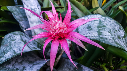 Close-up of pink flowers