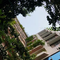 Low angle view of tree and building against sky