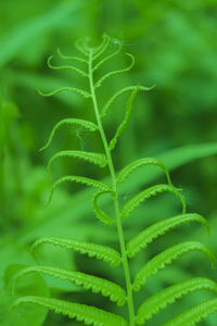 Close-up of fern leaf