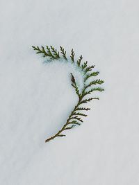 Close-up of plant against white background