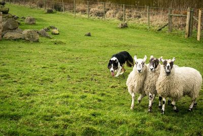 Sheep looking at camera