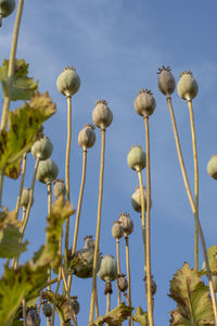 Poppy  seed heads in the summer. the plant is also known as  breadseed or opium poppy.