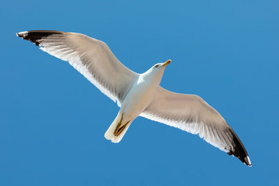 Low angle view of seagull flying