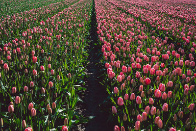 Red tulips in field