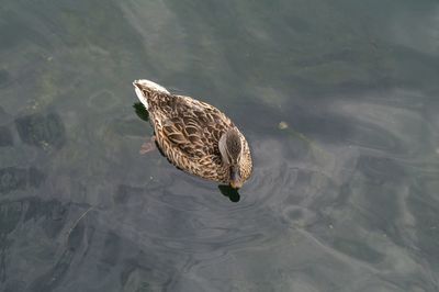 High angle view of mallard duck swimming in lake