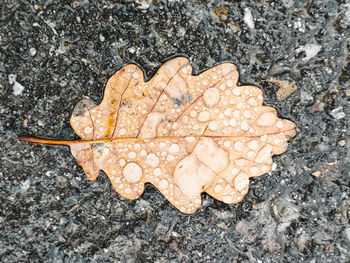 High angle view of leaf on wet land