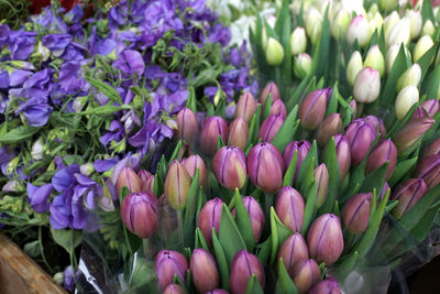 Close-up of pink tulip flowers for sale