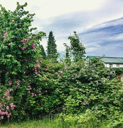 Plants and trees against sky