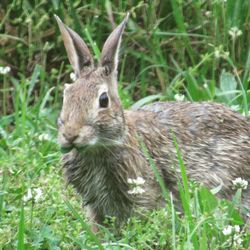 Portrait of an animal on grass