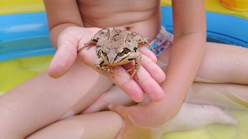 Low section of man holding frog