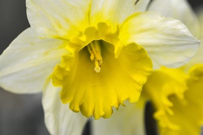 Close-up of wet yellow flower