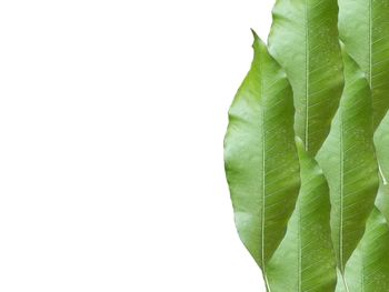 Close-up of leaves against white background