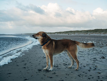 Dog on the beach