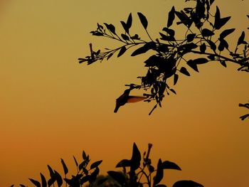 Low angle view of silhouette birds flying against clear sky