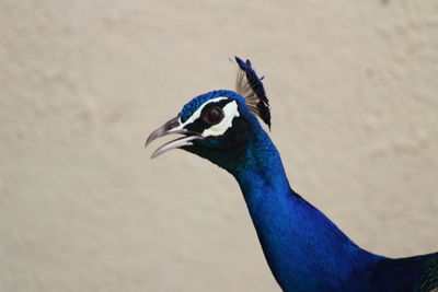 Close-up of peacock
