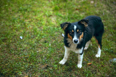 Close-up of dog on field