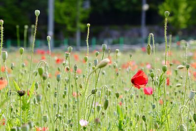 Close-up of red poppy flowers in field