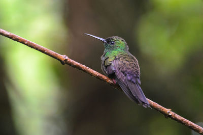 Close-up of bird on branch