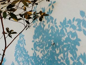 Low angle view of flower tree against sky