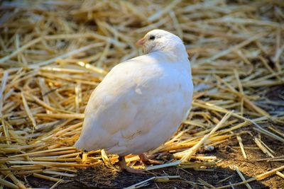 Coturnix quail