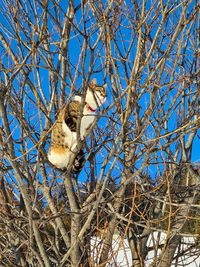 Low angle view of bird sitting on bare tree