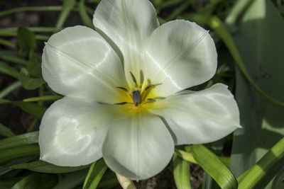 Close-up of white flower blooming outdoors