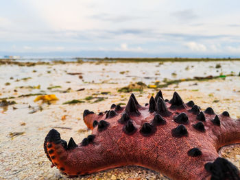 Close-up of a turtle on beach