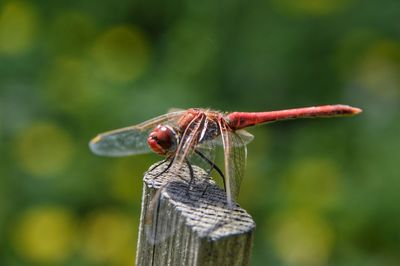 Close-up of dragonfly on wooden post