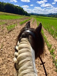 View of horse on field